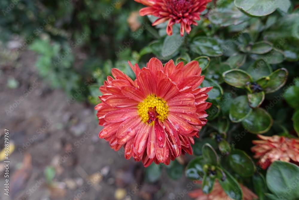 Orangey red and yellow flower of Chrysanthemum with droplets of water in October