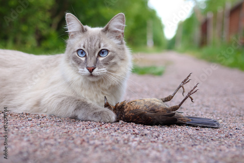 The cat hunts a bird in the grass in a meadow. A predator catches a chick in the field. The hunter cat is watching the victim. Summer scene