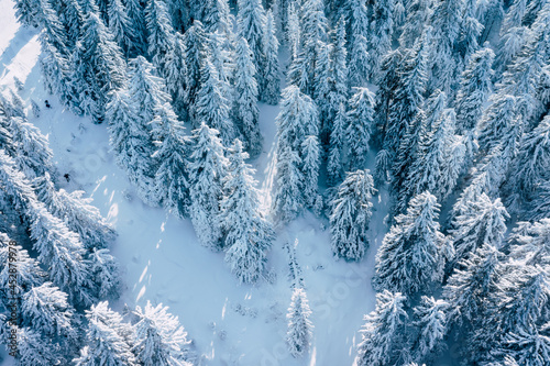 Aerial Winter Mountain landscape with coniferous forest covered with snow