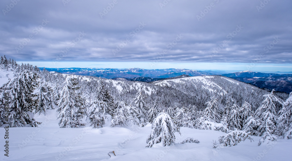 A frosty and sunny day is in mountains. Kopaonik National Park, winter landscape in the mountains, coniferous forest covered with snow. Spruce after snowfall