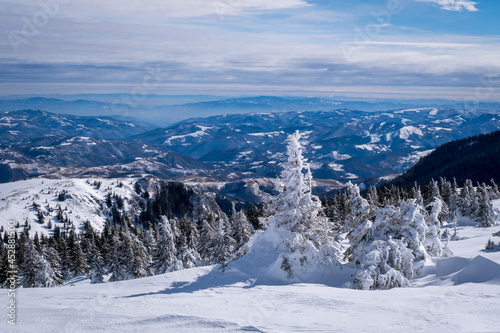 A frosty and sunny day is in mountains. Kopaonik National Park, winter landscape in the mountains, coniferous forest covered with snow. Spruce after snowfall