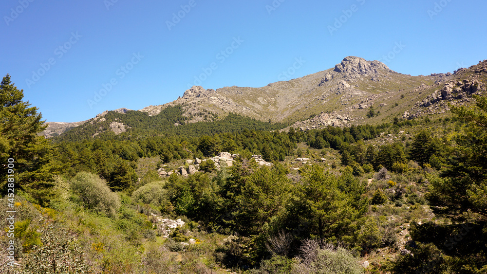 mountain views with forest in the foreground