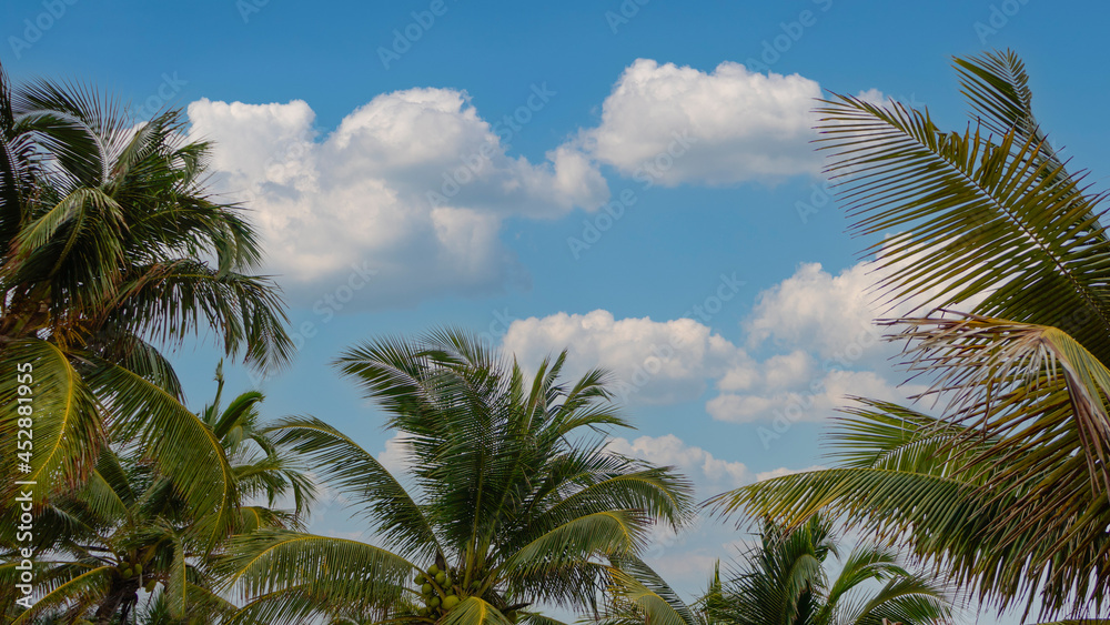 Fototapeta premium palm trees with blue and cloud sky background