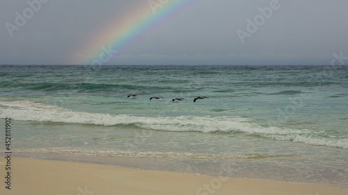 beach with rainbow and birds flying over the sea