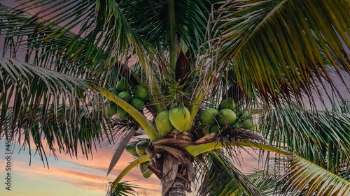 Fototapeta Naklejka Na Ścianę i Meble -  palm tree with coconuts and the sky in the background in a sunset