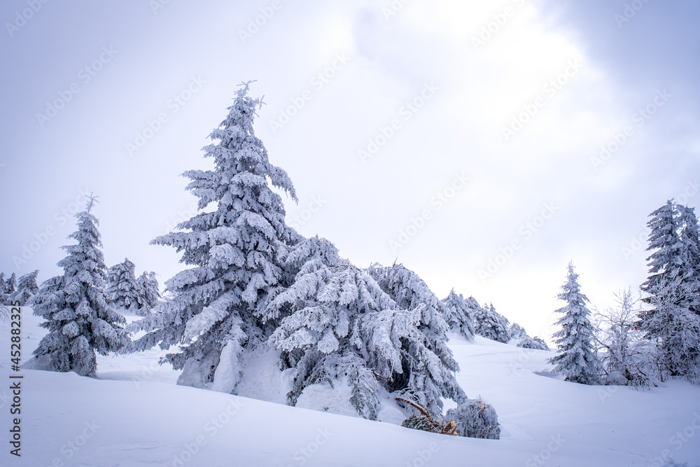 A frosty day is in mountains. Kopaonik National Park, winter landscape in the mountains, coniferous forest covered with snow. Spruce after snowfall