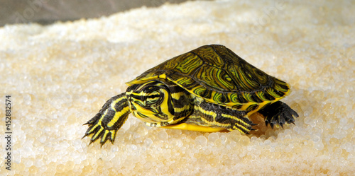 Nordamerikanische Buchstaben-Schmuckschildkröte (Trachemys scripta) - Jungtier im Aquarium  // Pond slider - Juvenile in the aquarium photo