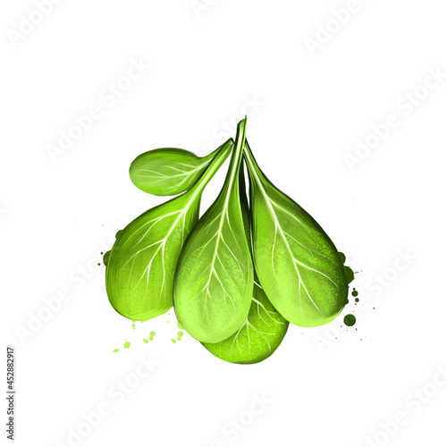 Corn salad isolated on white. Digital art illustration valerianella locusta leaf vegetable of green color. Common cornsalad, lamb's lettuce, feldsalat, nut lettuce, field salad, and rapunzel. photo