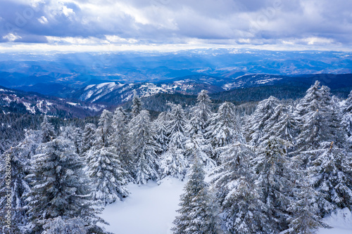 Aerial Winter Mountain landscape with coniferous forest covered with snow