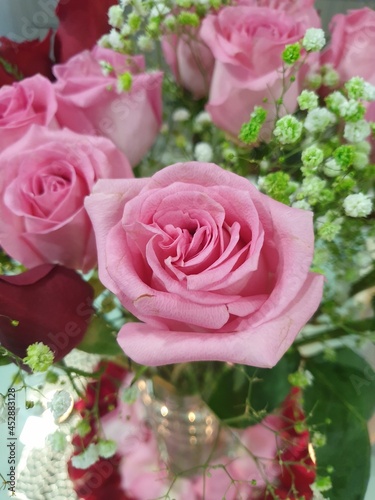 Pink Rose