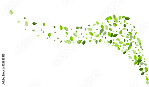Olive Leaves Realistic Vector Template. Wind