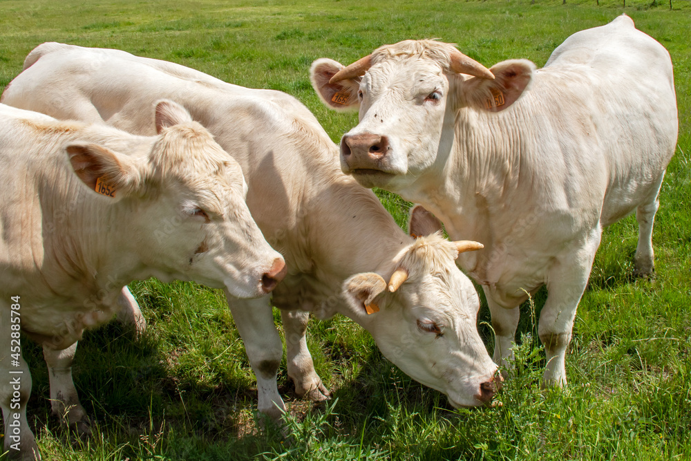 Vaches de race charolaise en pâture Vaches de race charolaise en pâture