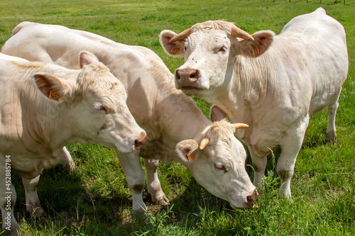 Vaches de race charolaise en pâture	 photo