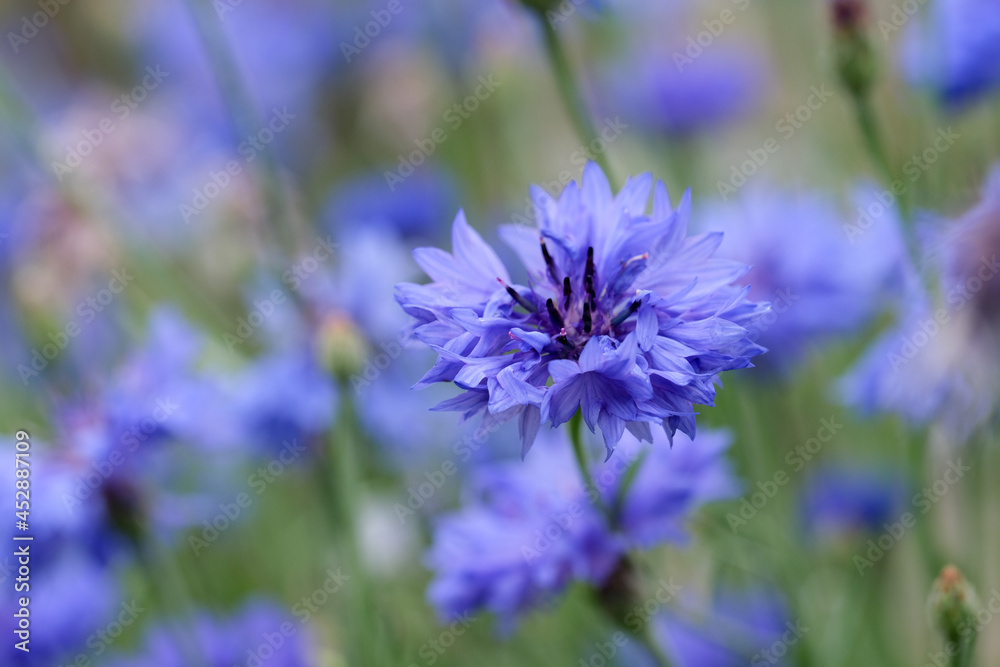 field of flowering cornflowers, summer meadow of blue cornflowers. natural floral background. close-up field of flowering cornflowers, summer meadow of blue cornflowers. natural floral background. close-up