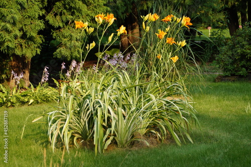 grass and flowers