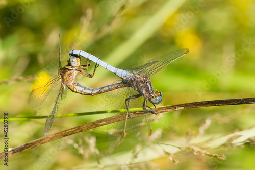 Keeled skimmer, Orthetrum coerulescens, male and female copulating on green background.