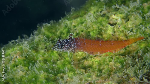 Bright red male Black Faced Blenny (Tripterygion melanurum) on a rock overgrown with green algae, extreme close-up. Mediterranean, Greece. photo