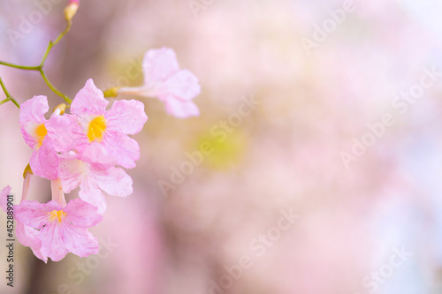 Pink flower Chompoo Pantip blossom With the blur background.in Nakhon Pathom province,