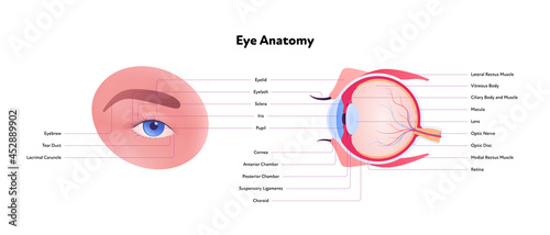Human eye anatomy and vision medical infographic chart. Vector healthcare illustration. Side and front view. Cross section. Components of eyeball with text isolated on white background.