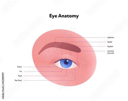 Human eye anatomy and vision medical infographic chart. Vector healthcare illustration. Front view with text on white background. Design for ophthalmology