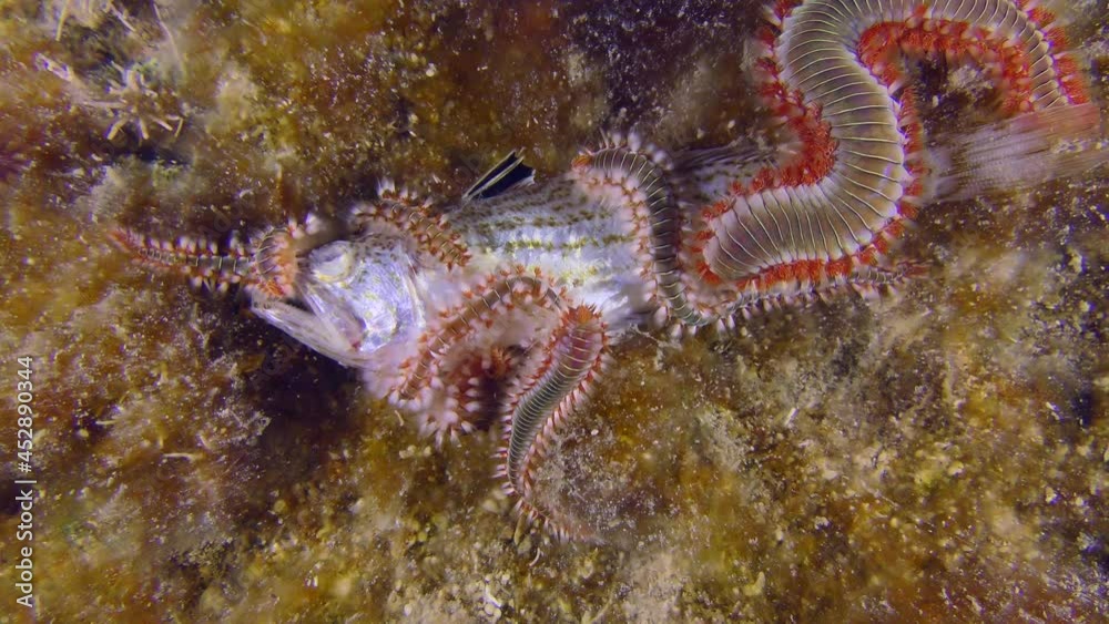 Undersea scene: Several poisonous Bearded fireworms (Hermodice carunculata) are attracted by the smell of dead fish. Undersea scene: Several poisonous Bearded fireworms (Hermodice carunculata) are attracted by the smell of dead fish.