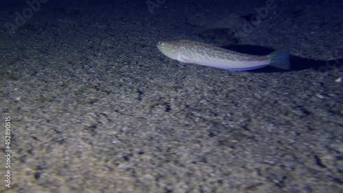 Marine life: Greater weever (Trachinus draco) slowly swims over a sandy bottom, then sinks to the bottom. photo