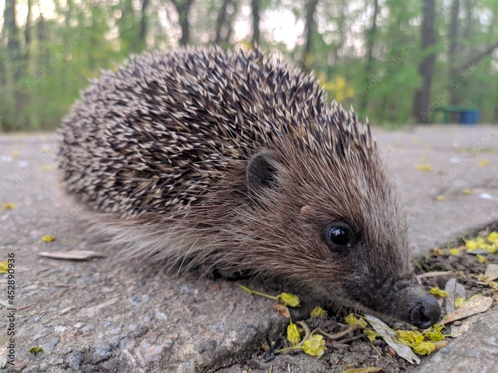 Obraz premium Spring walk hedgehog