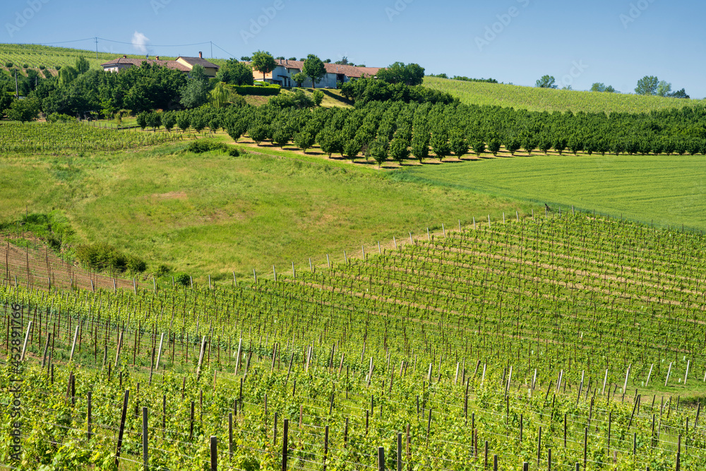 Vineyards of Langhe, Piedmont, Italy at May