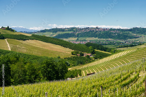 Vineyards of Langhe  Piedmont  Italy at May