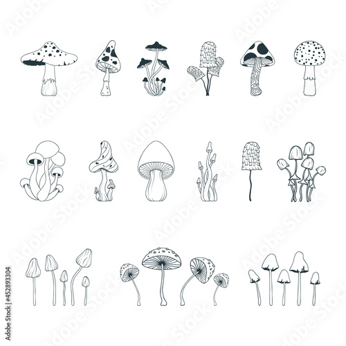 Set with line mushrooms. Psychedelic fungi, fungus collection. photo