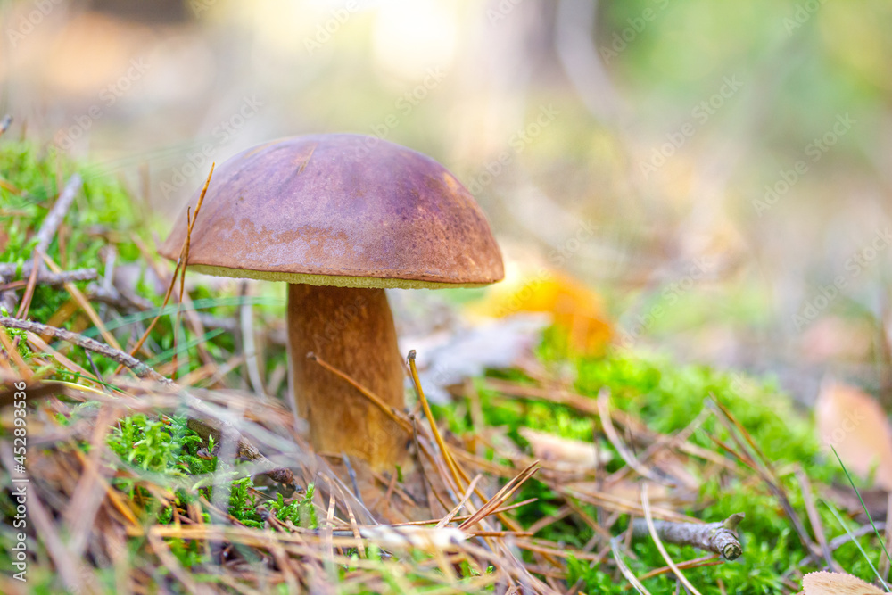 Fototapeta premium Maronen-Röhrling im Wald gefunden, umgeben von Moos und Gras