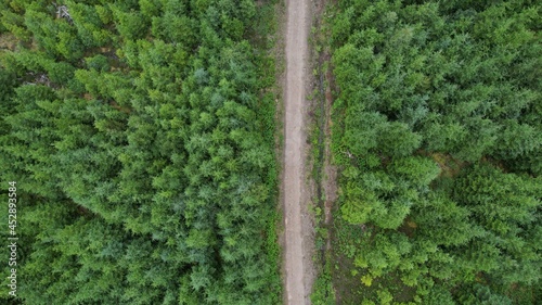 Pathway through forest