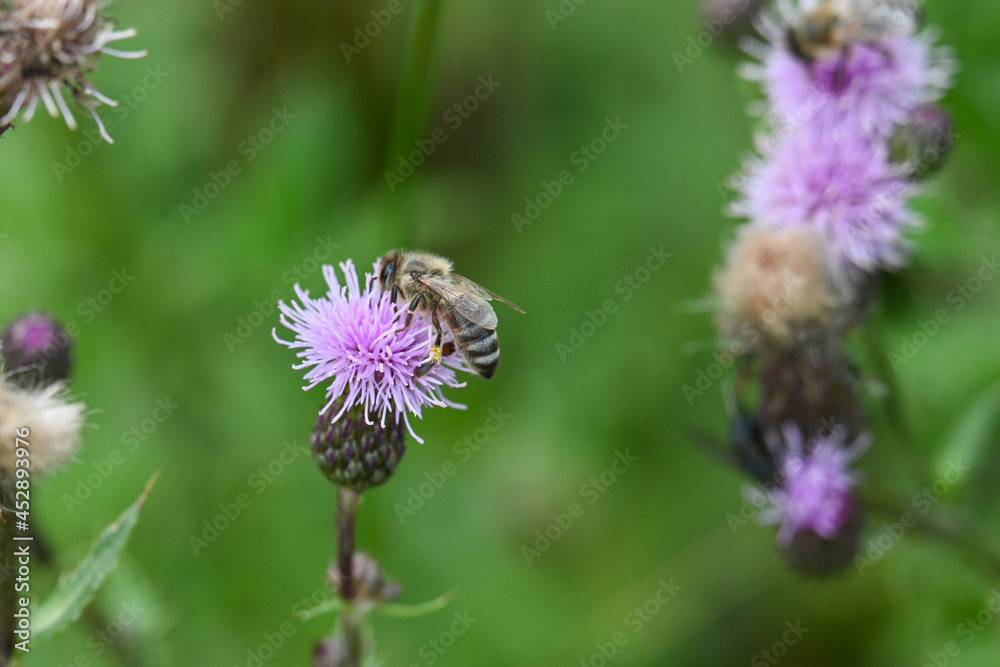ape fiore miele macro naturalistica natura ape fiore miele macro naturalistica natura
