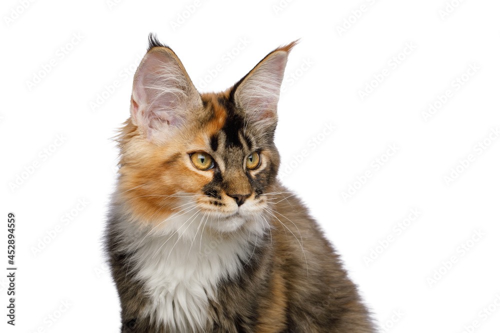 Fototapeta premium Portrait of Red Maine Coon Cat, Looking at side on Isolated White Background