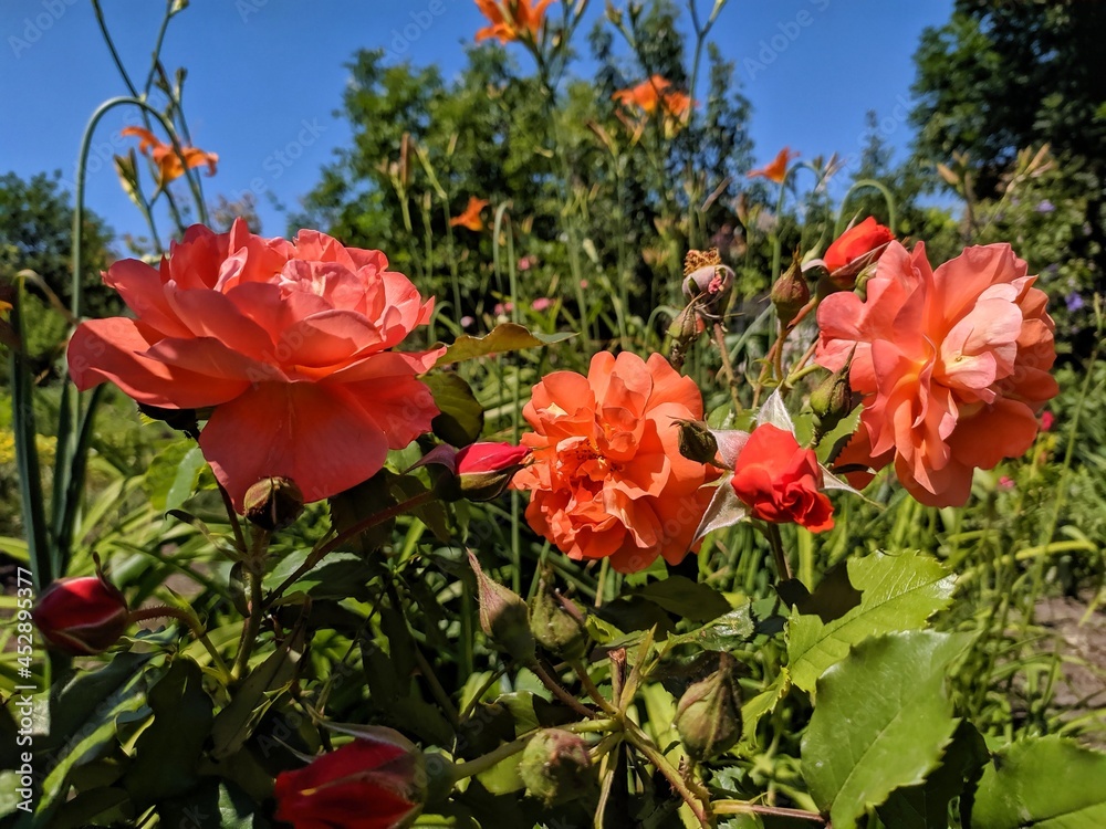red poppy flowers