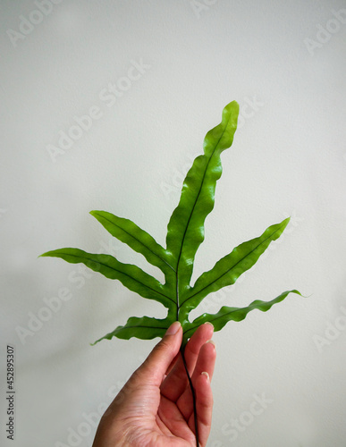 Close up of a hand holding or touching the blue-green fronds curl of the Blue Star Fern, Phlebodium aureum, golden polypody, golden serpent fern houseplant, isolated on white background, text space. photo