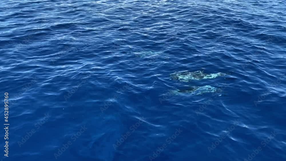 Whale watching with children and spinner dolphins in Mayotte island Whale watching with children and spinner dolphins in Mayotte island