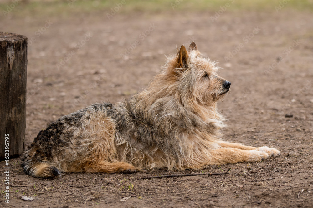 Fototapeta premium Homeless dog guards old house in the village