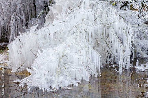 Tree covered in icicles hanging in wayer photo