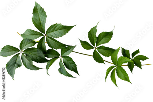 Fotografie Parthenocissus twig with green leaves isolated on white