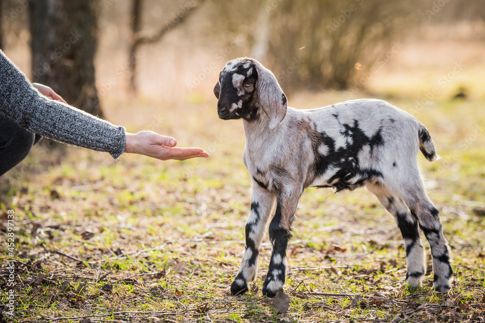 Small south african boer goat doeling portrait on nature Small south african boer goat doeling portrait on nature