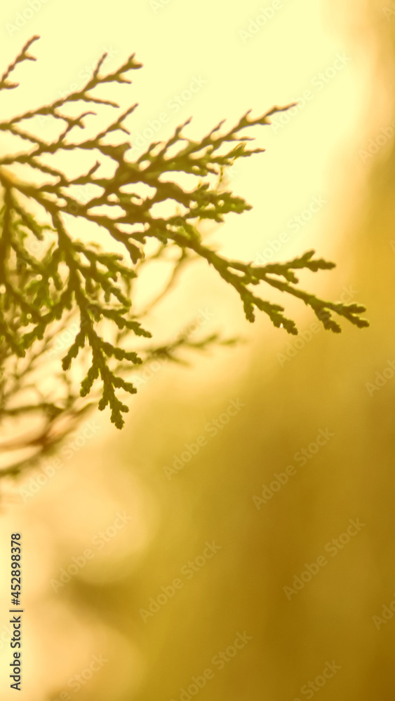 Fototapeta premium Abstract autumn background, old orange leaves, dry tree foliage, soft focus, autumnal season, changing of nature, bright sunlight