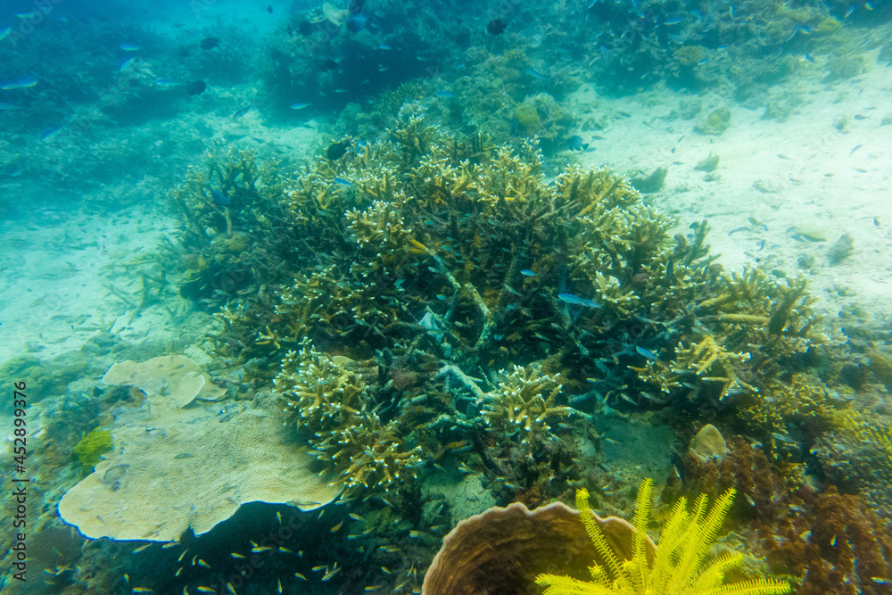 Fototapeta premium フィリピンのパラワン州エルニドでダイビングをしている風景 Scenery of diving in El Nido, Palawan, Philippines. 