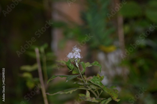 Small mini flower in the garden