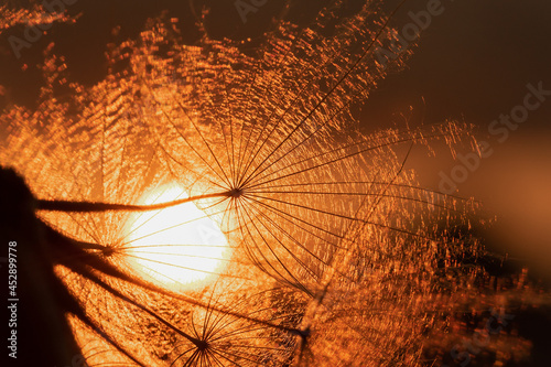 dandelion at sunset . Freed...