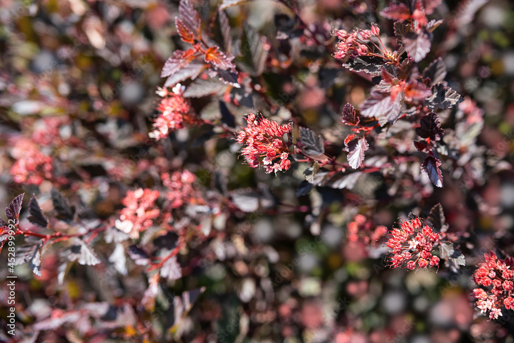 Floral background, close-up of a bush with burgundy leaves and pink inflorescences. Physocarpus opulifolius, selective focus. Floral background, close-up of a bush with burgundy leaves and pink inflorescences. Physocarpus opulifolius, selective focus.