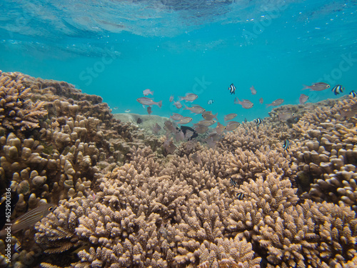 Beautiful coral reefs landscape of Reunion island