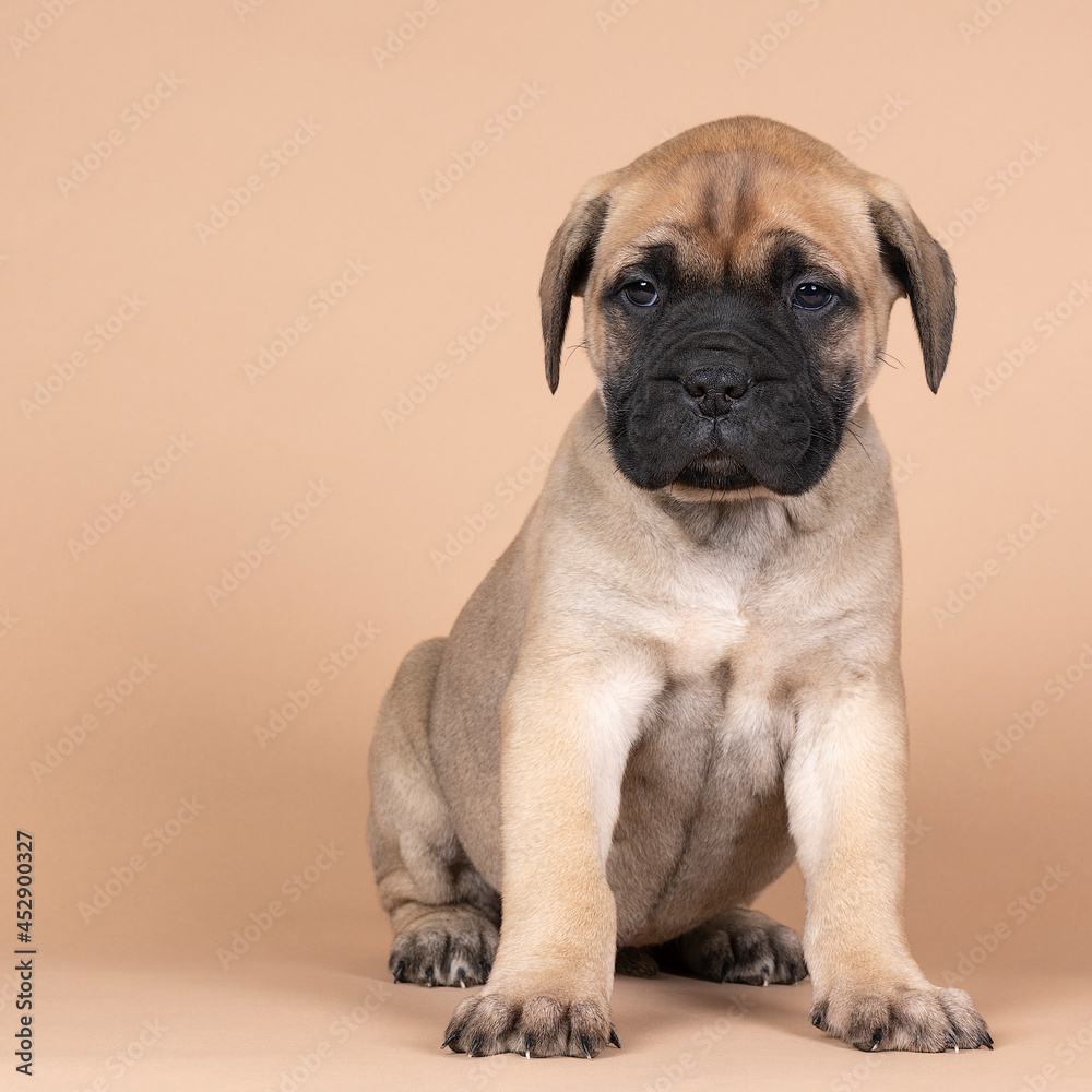 bull mastiff dog puppy isolated on a beige background bull mastiff dog puppy isolated on a beige background