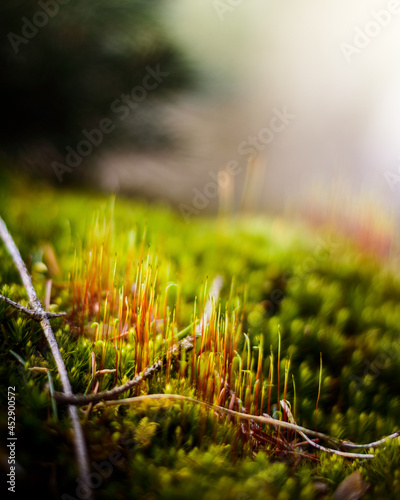 Moss seeds in the forrest close up macro photo