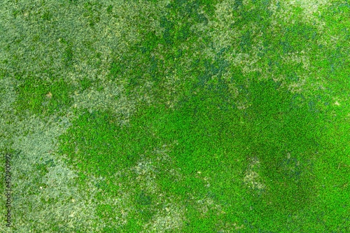 Brown exterior stone floor tiles with moss growing texture and background seamless